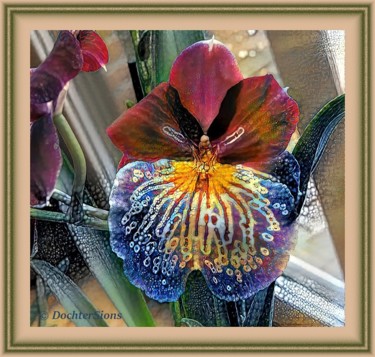 摄影 标题为“Miltonia Orchid” 由Mies De Graaf, 原创艺术品, 数码摄影