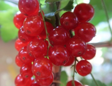 Red berries, photography Photographie intitulée "Red berries, photog…" par Liza Peninon, Œuvre d'art originale, Photographie non manipulée