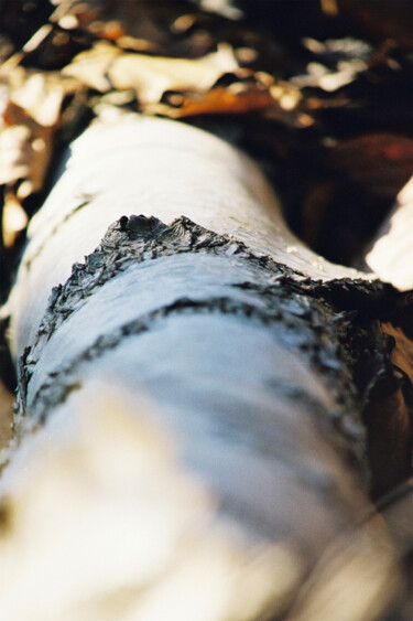 Photography titled "sans titre" by Dominique Borgnet, Original Artwork, Analog photography