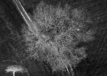 Mon arbre, toujours...