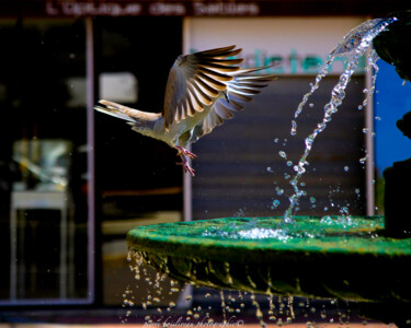 Photographie intitulée "Envol" par Pierre Boisliveau, Œuvre d'art originale, Photographie argentique