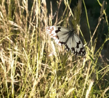 제목이 "Papillon"인 사진 Minnie House로, 원작, 디지털