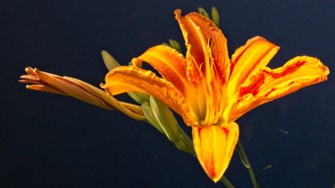 Photography titled "Hémérocalle (8277)" by Michel Akli, Original Artwork, Digital Photography