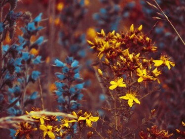 摄影 标题为“Wild Flowers” 由Eric Vadé, 原创艺术品, 数码摄影