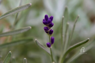 제목이 "Brin de Lavande"인 사진 Féemerode로, 원작, 조작되지 않은 사진