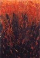 Painting titled "PRIMO CHAKRA" by Stefano Fanara, Original Artwork