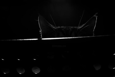 摄影 标题为“A cat on the Chair” 由Tatjana Siadova, 原创艺术品, 数码摄影