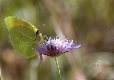 Photographie intitulée "Le Citrin (papillon)" par Martine Maury, Œuvre d'art originale, Photographie non manipulée