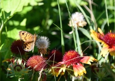 Photographie intitulée "Papillon sur les ga…" par Martine Maury, Œuvre d'art originale, Photographie non manipulée
