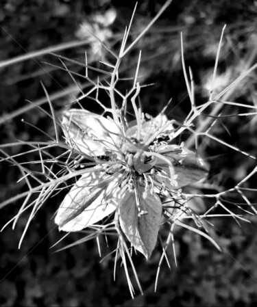 Black White Beauty