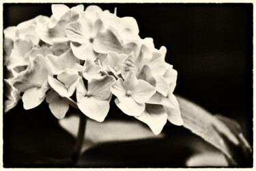 Photographie intitulée "Hydrangea" par Elke Matthaeus, Œuvre d'art originale, Photographie numérique