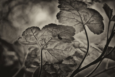 Photography titled "Heuchera" by Elke Matthaeus, Original Artwork, Digital Photography