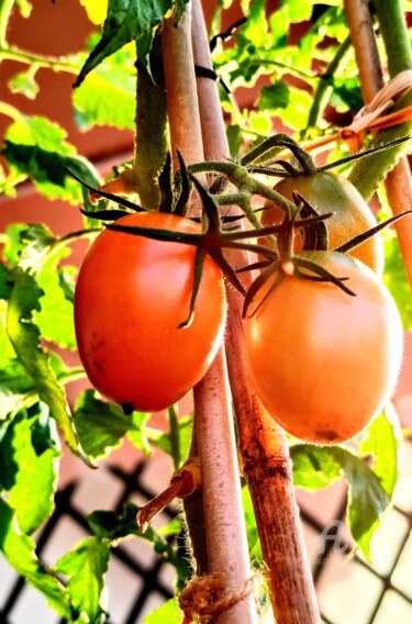 Photographie intitulée "Les Tomates Banane." par Patrice Le Gall, Œuvre d'art originale, Photographie non manipulée