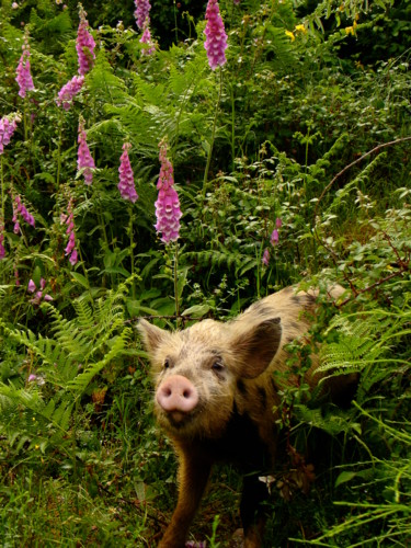 Cochon sauvage Photographie intitulée "Cochon sauvage" par Frédérique Vallee, Œuvre d'art originale, Photographie non manipulée
