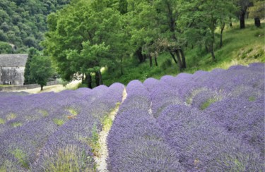 Photography titled "Sénanque, Luberon" by Bernard Levy, Original Artwork, Digital Photography
