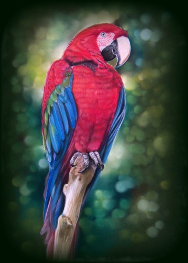 perroquet rouge #Artistsupportpledge Painting titled "perroquet rouge #Ar…" by Christine Mergnat, Original Artwork, Pastel