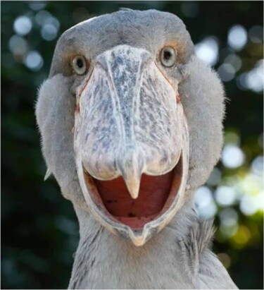 ART0286 " THE SHOEBILL"