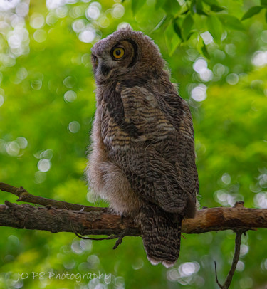 「Young Great Horned…」というタイトルの写真撮影 Joe Pateによって, オリジナルのアートワーク, デジタル
