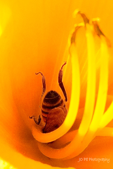 Fotografie mit dem Titel "Deep Diving Honey B…" von Joe Pate, Original-Kunstwerk, Digitale Fotografie