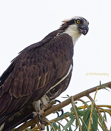 Photographie intitulée "Watchful Osprey" par Joe Pate, Œuvre d'art originale, Photographie numérique