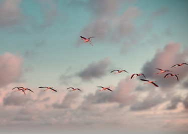 Photographie intitulée "L’envolée de flaman…" par Céline Pivoine Eyes, Œuvre d'art originale, Photographie numérique