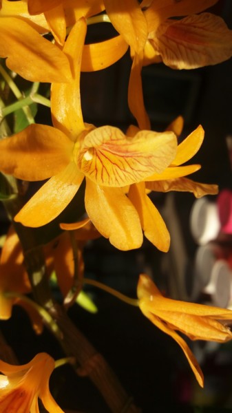 제목이 "Orquídea"인 사진 Paulo Gonzalez로, 원작, 조작되지 않은 사진