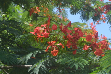 Visit Of A Beautiful And Powerful Flame Of The Forest Tree