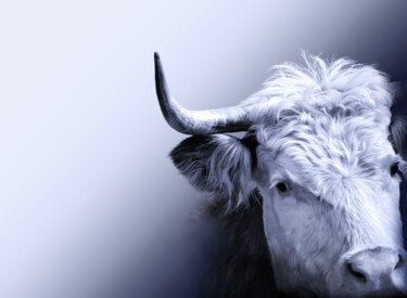 摄影 标题为“Cow, bull horned po…” 由Arija Paikule, 原创艺术品, 操纵摄影