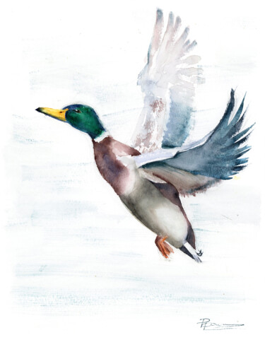 Painting titled "Flying Mallard Duck" by Paintispassion, Original Artwork, Watercolor