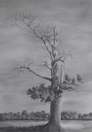 Zeichnungen mit dem Titel "Baumstudie" von Ronald Firla, Original-Kunstwerk, Bleistift