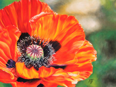 Peinture intitulée "Coquelicot" par Marie-Jeanne Fawer, Œuvre d'art originale, Pastel