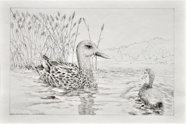 Drawing titled "2Sorsaa" by Ari Reinikainen, Original Artwork, Ink