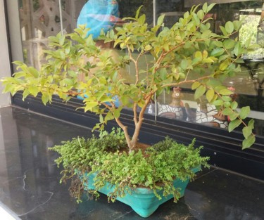 제목이 "Bonsai de Jabuticaba"인 사진 Paulo Gonzalez로, 원작, 조작되지 않은 사진