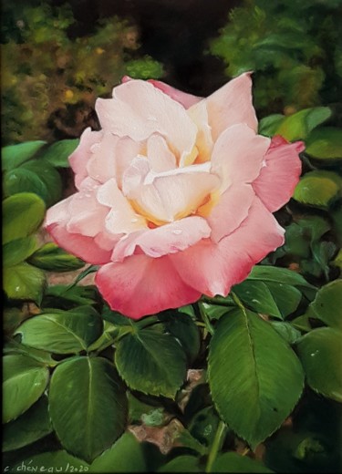 图画 标题为“Rose d'Ussé” 由Cathy Cheneau, 原创艺术品, 粉彩