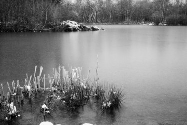 Joncs et neige