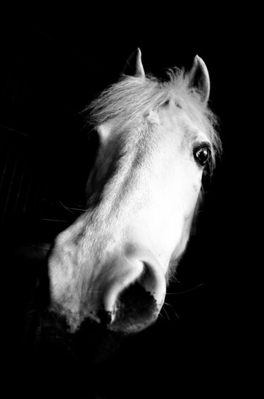 Photographie intitulée "Animal XII" par Nicolas Sorel, Œuvre d'art originale, Photographie non manipulée