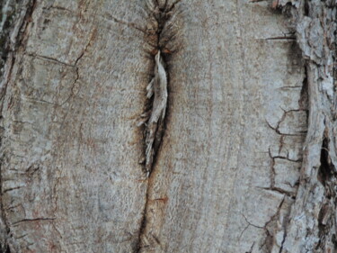 Photographie intitulée "bois35" par Bernard Waechter, Œuvre d'art originale, Photographie non manipulée