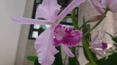 Fotografia intitulada "Orquídea rosa" por Paulo Gonzalez, Obras de arte originais, Fotografia Não Manipulada