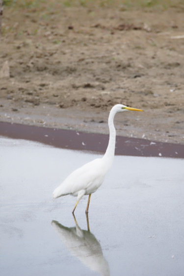 Photographie intitulée "Grande Aigrette" par Nicolas Boucart, Œuvre d'art originale, Photographie numérique