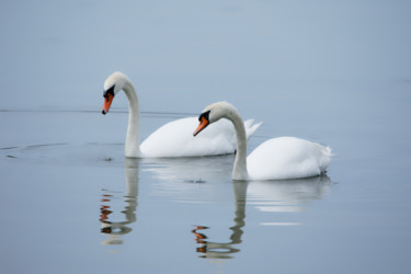 Photographie intitulée "Couple de  Cygnes -…" par Nicolas Boucart, Œuvre d'art originale, Photographie numérique