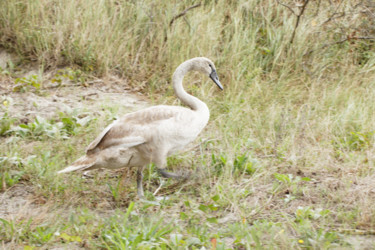 Photographie intitulée "Jeune Cygne - 2" par Nicolas Boucart, Œuvre d'art originale, Photographie numérique