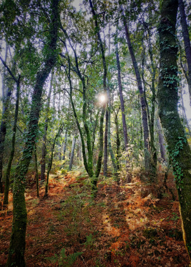 제목이 "Sunny forest"인 사진 Larisa Siverina로, 원작, 조작되지 않은 사진