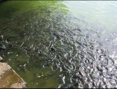 Photography titled "Fishes in sea" by Krishna Art Gallery, Original Artwork, Analog photography