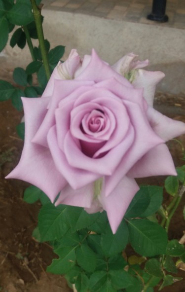 제목이 "Rosa lilás"인 사진 Paulo Gonzalez로, 원작, 조작되지 않은 사진