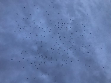 Photography titled "Les oiseaux" by Michel Koskach, Original Artwork, Digital Photography