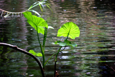 제목이 "Water plant"인 사진 Paula Leitão Baroseiro로, 원작, 디지털