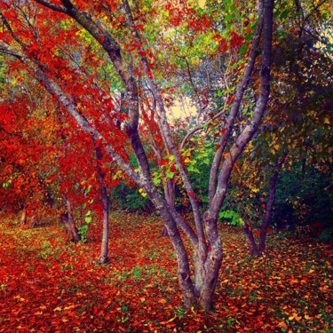 Photographie intitulée "TOUT FEU" par Jean-Luc Osswald, Œuvre d'art originale, Photographie numérique