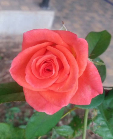 제목이 "Rosa laranja"인 사진 Paulo Gonzalez로, 원작, 조작되지 않은 사진