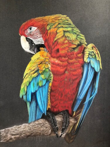 Dessin intitulée "Coco le perroquet" par Jess.C.Art, Œuvre d'art originale, Crayon Monté sur Verre