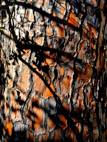 Digital Arts titled "Corteccia" by Peppeluciani, Original Artwork, 2D Digital Work